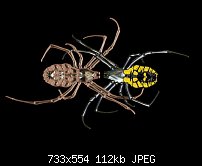 Click image for larger version. 

Name:	Spiders.jpg 
Views:	203 
Size:	112.2 KB 
ID:	103868