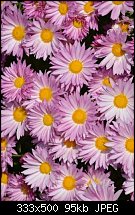 Click image for larger version. 

Name:	pink flower.jpg 
Views:	317 
Size:	94.9 KB 
ID:	104022