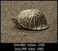 Click image for larger version. 

Name:	Fl box turtle side2.jpg 
Views:	557 
Size:	43.5 KB 
ID:	104050