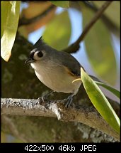 Click image for larger version. 

Name:	tufted titmouse.jpg 
Views:	218 
Size:	46.2 KB 
ID:	104719