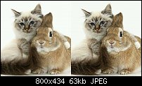 Click image for larger version. 

Name:	cat-rabbit.jpg 
Views:	591 
Size:	63.1 KB 
ID:	107950