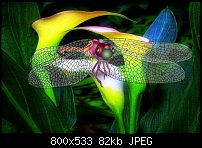 Click image for larger version. 

Name:	Dragon Lilly 1.jpg 
Views:	305 
Size:	81.6 KB 
ID:	109782