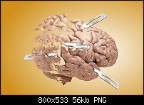 Click image for larger version. 

Name:	brain.jpg 
Views:	148 
Size:	55.9 KB 
ID:	111024