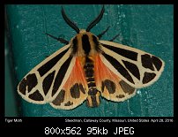 Click image for larger version. 

Name:	tigermoth.jpg 
Views:	126 
Size:	95.2 KB 
ID:	112512