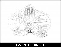 Click image for larger version. 

Name:	orchid outline.jpg 
Views:	191 
Size:	63.6 KB 
ID:	113837