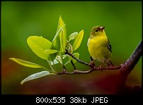Click image for larger version. 

Name:	female american golldfinch 2.jpg 
Views:	268 
Size:	38.0 KB 
ID:	117614