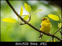Click image for larger version. 

Name:	female american golldfinch 3.jpg 
Views:	320 
Size:	50.3 KB 
ID:	117615