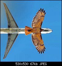 Click image for larger version. 

Name:	plane bird.jpg 
Views:	128 
Size:	67.1 KB 
ID:	121344