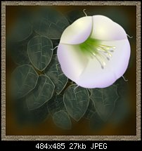 Click image for larger version. 

Name:	Datura.jpg 
Views:	97 
Size:	27.3 KB 
ID:	121531