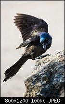 Click image for larger version. 

Name:	common grackle 1 april 29 2022.jpg 
Views:	117 
Size:	100.5 KB 
ID:	131962