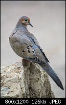 Click image for larger version. 

Name:	mourning dove 1 april 13 2022.jpg 
Views:	121 
Size:	126.1 KB 
ID:	131963