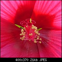 Click image for larger version. 

Name:	hibismacro.jpg 
Views:	339 
Size:	20.5 KB 
ID:	16964