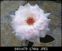 Click image for larger version. 

Name:	pinkrose2.jpg 
Views:	477 
Size:	174.2 KB 
ID:	1856