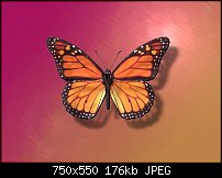 Click image for larger version. 

Name:	butterfly.jpg 
Views:	1938 
Size:	176.4 KB 
ID:	20474