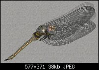 Click image for larger version. 

Name:	With Wings.jpg 
Views:	340 
Size:	37.9 KB 
ID:	20911