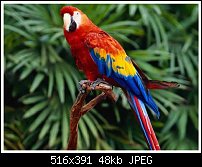 Click image for larger version. 

Name:	parrot original.jpg 
Views:	262 
Size:	47.7 KB 
ID:	24045