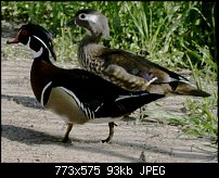 Click image for larger version. 

Name:	Ducks013.jpg 
Views:	400 
Size:	93.4 KB 
ID:	25291