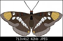 Click image for larger version. 

Name:	Brown Butterfly1.jpg 
Views:	225 
Size:	41.5 KB 
ID:	25408