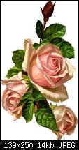Click image for larger version. 

Name:	three-pink-roses.jpg 
Views:	75226 
Size:	14.0 KB 
ID:	28178