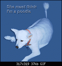 Click image for larger version. 

Name:	poormutt.gif 
Views:	413 
Size:	36.6 KB 
ID:	29603