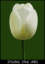 Click image for larger version. 

Name:	vector tulip.jpg 
Views:	235 
Size:	36.7 KB 
ID:	34615