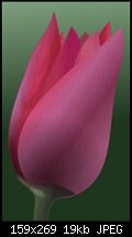 Click image for larger version. 

Name:	tulip2.jpg 
Views:	387 
Size:	19.4 KB 
ID:	3655