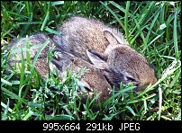 Click image for larger version. 

Name:	Baby_Bunnies1.jpg 
Views:	301 
Size:	291.3 KB 
ID:	38071