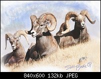 Click image for larger version. 

Name:	Big-Horn-Sheep.jpg 
Views:	390 
Size:	132.0 KB 
ID:	40562