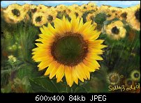 Click image for larger version. 

Name:	sunflower2post.jpg 
Views:	616 
Size:	83.9 KB 
ID:	40663
