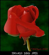 Click image for larger version. 

Name:	red-rose-2008.jpg 
Views:	753 
Size:	16.1 KB 
ID:	44921