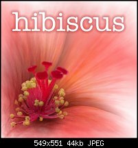 Click image for larger version. 

Name:	hibiscus2.jpg 
Views:	292 
Size:	43.7 KB 
ID:	4494