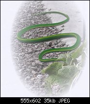 Click image for larger version. 

Name:	garter snake.jpg 
Views:	276 
Size:	34.8 KB 
ID:	46366