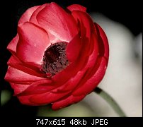 Click image for larger version. 

Name:	Poppy1.jpg 
Views:	262 
Size:	48.3 KB 
ID:	48140