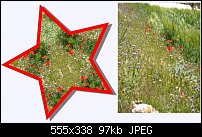 Click image for larger version. 

Name:	poppies.jpg 
Views:	323 
Size:	96.8 KB 
ID:	55234