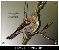 Click image for larger version. 

Name:	Sparrow1.jpg 
Views:	240 
Size:	195.2 KB 
ID:	66385