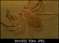 Click image for larger version. 

Name:	spider 09m.jpg 
Views:	152 
Size:	53.0 KB 
ID:	67366