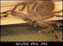 Click image for larger version. 

Name:	spider 050m.jpg 
Views:	167 
Size:	64.8 KB 
ID:	67367