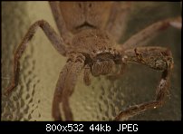 Click image for larger version. 

Name:	spider bg 042.jpg 
Views:	141 
Size:	44.4 KB 
ID:	67370