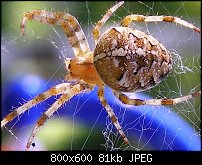 Click image for larger version. 

Name:	spider1.jpg 
Views:	150 
Size:	80.6 KB 
ID:	67375