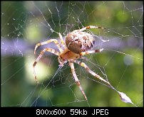 Click image for larger version. 

Name:	spider2.jpg 
Views:	140 
Size:	59.0 KB 
ID:	67376