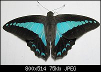 Click image for larger version. 

Name:	Blue Triangle - Graphium sarpedon choredon - top.jpg 
Views:	1091 
Size:	75.0 KB 
ID:	71070