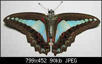 Click image for larger version. 

Name:	Blue Triangle - Graphium sarpedon choredon - underside.jpg 
Views:	314 
Size:	89.5 KB 
ID:	71071