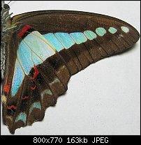 Click image for larger version. 

Name:	Blue Triangle - Graphium sarpedon choredon - wing-detail.jpg 
Views:	296 
Size:	162.9 KB 
ID:	71072