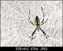 Click image for larger version. 

Name:	SSpider.jpg 
Views:	1925 
Size:	67.1 KB 
ID:	7337