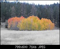 Click image for larger version. 

Name:	autumn trees.jpg 
Views:	154 
Size:	71.2 KB 
ID:	74398