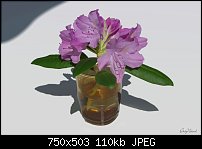 Click image for larger version. 

Name:	Flowers in Glass.jpg 
Views:	213 
Size:	109.6 KB 
ID:	77005