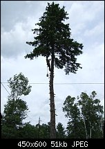 Click image for larger version. 

Name:	camp tree.jpg 
Views:	142 
Size:	51.0 KB 
ID:	79709