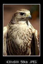Click image for larger version. 

Name:	hawk2.jpg 
Views:	329 
Size:	57.7 KB 
ID:	79765