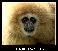 Click image for larger version. 

Name:	Gibbon.jpg 
Views:	314 
Size:	65.0 KB 
ID:	79770