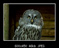 Click image for larger version. 

Name:	Great grey owl.jpg 
Views:	319 
Size:	45.9 KB 
ID:	79772